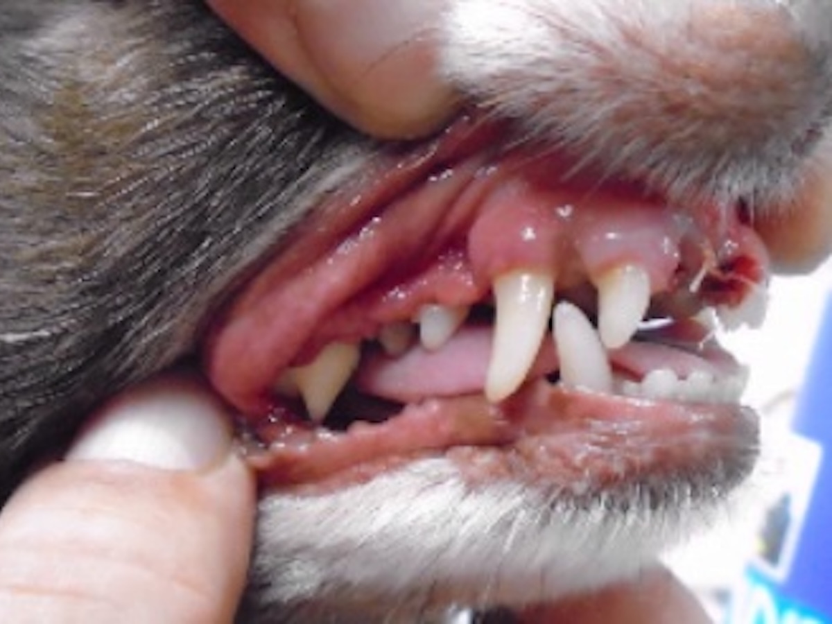 Dog Dental After 2