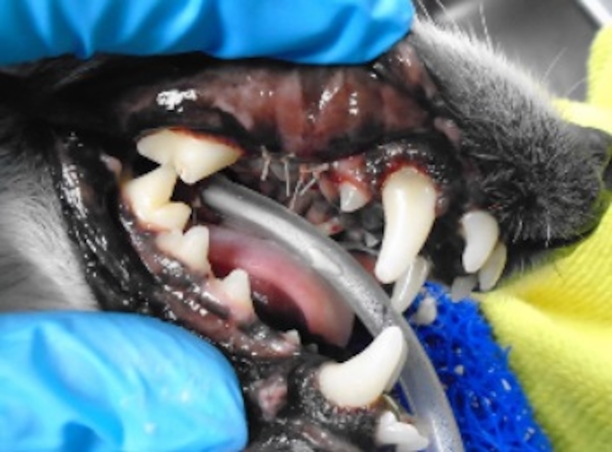 Dog Dental After