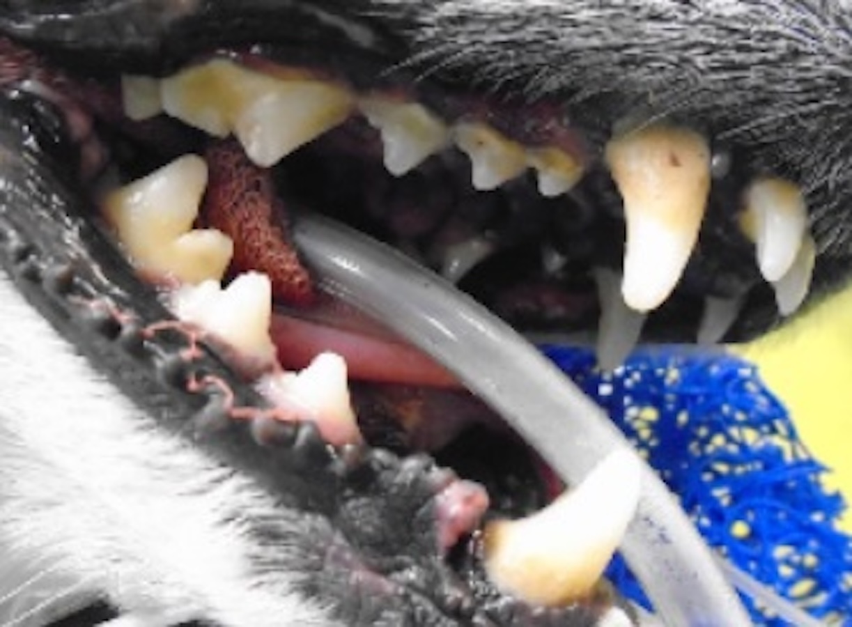 Dog Dental Before