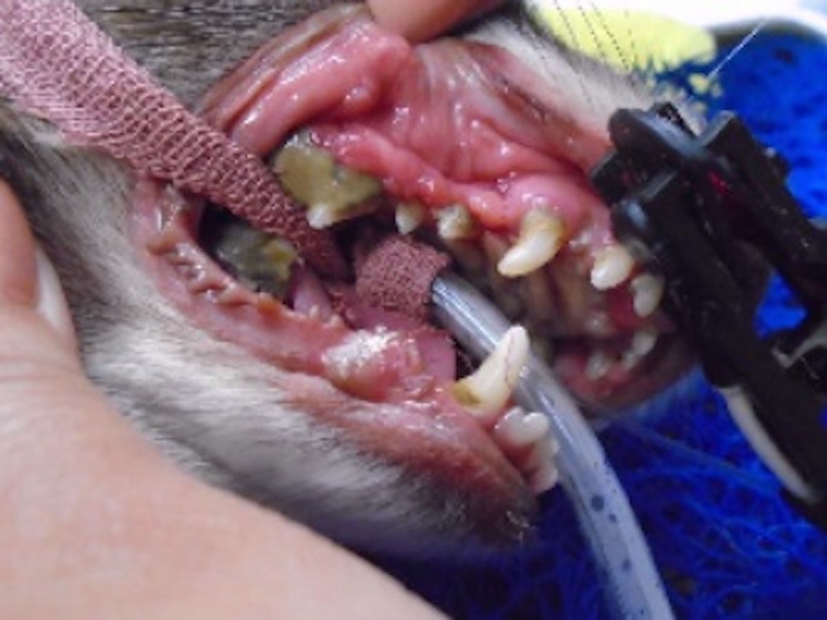 Dog Dental Before 2