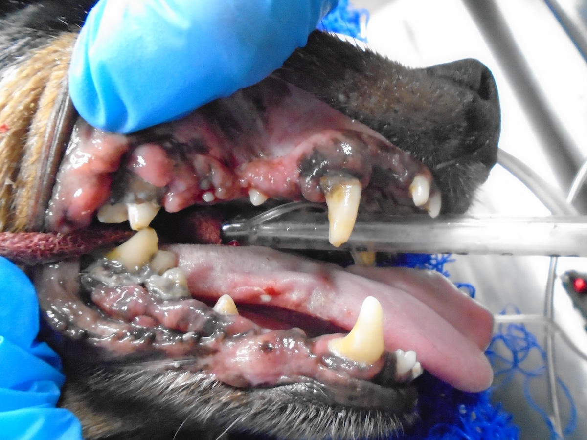 Dog Dental Before 3